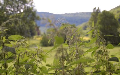 Super-abundance in the Wye Valley!