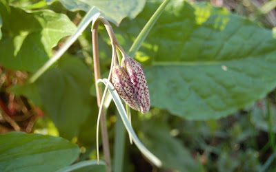 A Fritillary and a memory of Robin Tanner