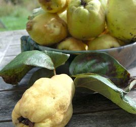 Quince . . . lovely word, lovely jelly!