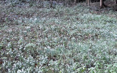 Snowdrops for Bangkok