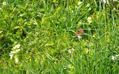 Lady’s Smock, some primroses and a sun-bathing butterfly!